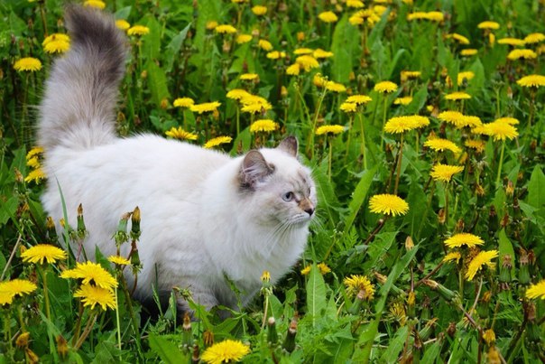 KotopesDV » Сибирская кошка: описание, характер, гипоаллергенность, питание  и уход, фото